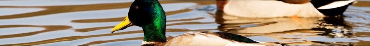Non-profit-dieren-bescherming Headsets Non profit dieren bescherming